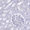 Glyceraldehyde-3-Phosphate Dehydrogenase, Spermatogenic antibody, PA5-60070, Invitrogen Antibodies, Immunohistochemistry frozen image 