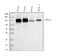Integrin Subunit Alpha V antibody, M01561-2, Boster Biological Technology, Western Blot image 