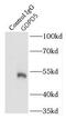 Glycerophosphodiester Phosphodiesterase Domain Containing 5 antibody, FNab03410, FineTest, Immunoprecipitation image 