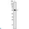 Neurogenin 3 antibody, LS-C812718, Lifespan Biosciences, Western Blot image 