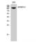 Myosin Binding Protein C, Slow Type antibody, LS-C384696, Lifespan Biosciences, Western Blot image 
