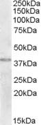 NME/NM23 Family Member 9 antibody, LS-C87267, Lifespan Biosciences, Western Blot image 