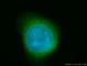 CDKN2A antibody, 10883-1-AP, Proteintech Group, Immunofluorescence image 