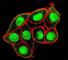 Mucin 1, Cell Surface Associated antibody, F48634-0.4ML, NSJ Bioreagents, Dot Blot image 