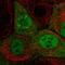CCNA antibody, HPA020626, Atlas Antibodies, Immunofluorescence image 