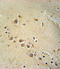 RAS Guanyl Releasing Protein 1 antibody, LS-C162458, Lifespan Biosciences, Immunohistochemistry paraffin image 