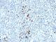 Immunoglobulin Kappa Variable 1D-16 antibody, NBP2-45083, Novus Biologicals, Immunohistochemistry frozen image 