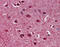 Myelin Associated Glycoprotein antibody, 51-974, ProSci, Immunohistochemistry paraffin image 