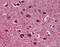 GMA antibody, 51-974, ProSci, Immunohistochemistry paraffin image 