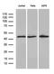 NFKB Inhibitor Epsilon antibody, LS-C795601, Lifespan Biosciences, Western Blot image 