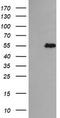 Tripartite Motif Containing 44 antibody, TA505562S, Origene, Western Blot image 