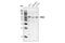 Interleukin 1 Receptor Associated Kinase 4 antibody, 4363P, Cell Signaling Technology, Western Blot image 