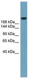 ATP Binding Cassette Subfamily A Member 12 antibody, TA331940, Origene, Western Blot image 