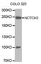 Notch Receptor 3 antibody, abx000900, Abbexa, Western Blot image 