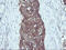 RAS Like Proto-Oncogene B antibody, LS-C174563, Lifespan Biosciences, Immunohistochemistry frozen image 