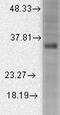 Potassium Calcium-Activated Channel Subfamily M Regulatory Beta Subunit 3 antibody, LS-C230875, Lifespan Biosciences, Western Blot image 