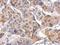 Leukocyte Immunoglobulin Like Receptor A4 antibody, GTX119457, GeneTex, Immunohistochemistry paraffin image 