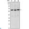 Paired Box 8 antibody, LS-C812736, Lifespan Biosciences, Western Blot image 