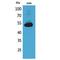 Annexin A7 antibody, LS-C387129, Lifespan Biosciences, Western Blot image 