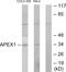 Apurinic/Apyrimidinic Endodeoxyribonuclease 1 antibody, LS-C118844, Lifespan Biosciences, Western Blot image 