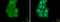 Nucleolar And Coiled-Body Phosphoprotein 1 antibody, GTX115205, GeneTex, Immunofluorescence image 