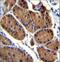 NADH:Ubiquinone Oxidoreductase Core Subunit S8 antibody, LS-C164814, Lifespan Biosciences, Immunohistochemistry frozen image 