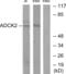 AarF Domain Containing Kinase 2 antibody, abx013674, Abbexa, Western Blot image 