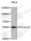 Procollagen C-endopeptidase enhancer 1 antibody, A4007, ABclonal Technology, Western Blot image 