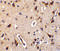 STE20 Related Adaptor Beta antibody, 3199, ProSci, Immunohistochemistry frozen image 