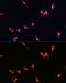 Yes Associated Protein 1 antibody, GTX35195, GeneTex, Immunofluorescence image 