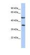 Zinc Finger Protein 414 antibody, NBP1-80378, Novus Biologicals, Western Blot image 