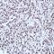 Guanylate Binding Protein 3 antibody, orb73794, Biorbyt, Immunohistochemistry paraffin image 