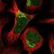 Gse1 Coiled-Coil Protein antibody, NBP1-86292, Novus Biologicals, Immunofluorescence image 