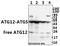 Autophagy Related 12 antibody, A00820S129, Boster Biological Technology, Western Blot image 