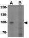PPARG Coactivator 1 Alpha antibody, GTX31921, GeneTex, Western Blot image 