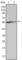 FGR Proto-Oncogene, Src Family Tyrosine Kinase antibody, abx010780, Abbexa, Western Blot image 