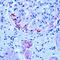 Serum amyloid A protein antibody, MA5-11729, Invitrogen Antibodies, Immunohistochemistry paraffin image 