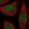 Cysteine And Tyrosine Rich 1 antibody, NBP2-49526, Novus Biologicals, Immunofluorescence image 