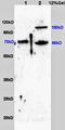 Zinc Finger Protein 300 antibody, orb11586, Biorbyt, Western Blot image 