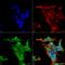 Potassium Voltage-Gated Channel Subfamily C Member 2 antibody, LS-C774287, Lifespan Biosciences, Immunocytochemistry image 