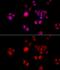 Glutamate Dehydrogenase 2 antibody, GTX33220, GeneTex, Immunofluorescence image 