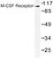 Colony Stimulating Factor 1 Receptor antibody, LS-C177426, Lifespan Biosciences, Western Blot image 