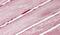 Solute Carrier Family 2 Member 4 antibody, PA5-19333, Invitrogen Antibodies, Immunohistochemistry frozen image 