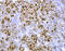 Fatty Acid Binding Protein 7 antibody, AF3166, R&D Systems, Immunohistochemistry frozen image 