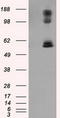 Lipase G, Endothelial Type antibody, TA501014, Origene, Western Blot image 