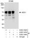 Metadherin antibody, A303-142A, Bethyl Labs, Immunoprecipitation image 