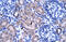 Zinc Finger Protein 134 antibody, 28-330, ProSci, Immunohistochemistry frozen image 
