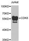 Cyclin Dependent Kinase 8 antibody, abx006786, Abbexa, Western Blot image 