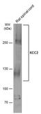 Solute Carrier Family 12 Member 5 antibody, PA5-78544, Invitrogen Antibodies, Western Blot image 