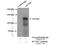 Potassium Voltage-Gated Channel Subfamily H Member 7 antibody, 13622-1-AP, Proteintech Group, Immunoprecipitation image 